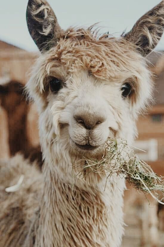 goat