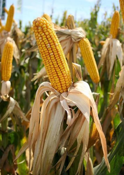maize